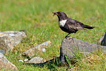 Ring ouzel (Turdus torquatus) male perched on rock with beak full of food, Upper Teesdale, Durham, England, UK. May