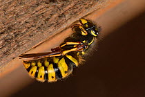 Queen Common wasp (Vespula vulgaris)  hibernating under eave in loft, note how antennae are tucked under front legs and wings are folded, for protection, under rear legs.  Hertfordshire, England, UK....