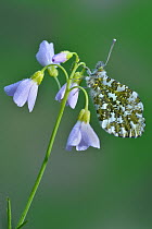 Orange tip butterfly (Anthocharis cardamines) resting, covered in dew on Cuckooflower / Lady's smock (Cardamine pratensis) Hertfordshire, England, UK, April