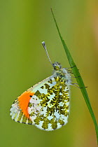 Orange tip butterfly (Anthocharis cardamines) male on grass stem, UK, April. Captive.