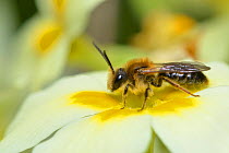 Mining bee (Andrena haemorrhoa) male resting on flower of Primrose (Primula vulgaris), Hertfordshire, England, UK. April