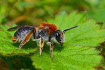 Mining bee (Andrena haemorrhoa) female resting on low vegetation, Hertfordshire, England, UK, April.