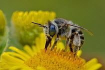 Mining bee (Anthophora bimaculata) taking nectar from Fleabane flower (Pulicaria dysenterica) Surrey, England, UK. August