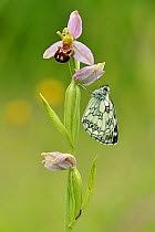 Newly emerged Marbled white butterfly (Melanargia galathea) on Bee orchid (Ophrys apifera), Bedfordshire, England, UK. June