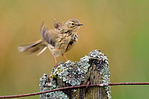 Meadow Pipit (Anthus pratensis) on fence post ruffling feathers. Upper Teesdale, Durham, England, May