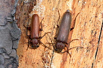 Long horn beetle (Arhapalus rusticus) smaller male next to larger female under bark of dead pine tree, probably recently mated, Surrey, England, UK. August