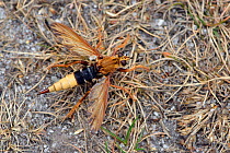 Hornet robberfly (Asilus crabroniformis) sitting with wings open on heathland ground, Surrey, England, UK. August