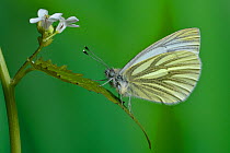 Green veined white butterfly (Pieris napi) on Garlic mustard (Alliaria petiolata) by the hedge larval foodplant, UK.  April. Captive.