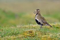 Golden plover (Pluvialis apricaria) male calling,  on short turf, Upper Teesdale, Durham, England. UK