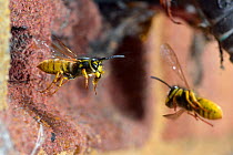 German wasp (Vespula germanica) worker carrying rubbish, flying out of nest in air brick, Hertfordshire, England, UK.  July