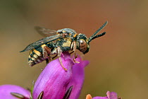Bee (Epeolus cruciger) cleptoparasite of Colletes succinctus, resting on a Bell heather flower. It is covered in sand from where it recently entered the burrow of it's host, Surrey, England, UK. Augus...
