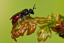 Cuckoo bee (Sphecodes) Berkshire, England, UK.  April