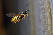 Common wasp (Vespula vulgaris) worker flying back toward nest. Hertfordshire, England, UK, June