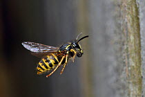 Common wasp (Vespula vulgaris) worker flying back toward nest, carrying food, Hertfordshire, England, UK, June