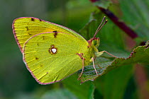 Clouded yellow butterfly (Colias crocea) resting on leaf, Hertfordshire, England, UK, September