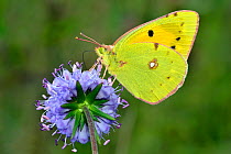 Clouded yellow butterfly (Colias crocea) feeding on Devil's bit scabious (Succisa pratensis), Hertfordshire, England, UK, September