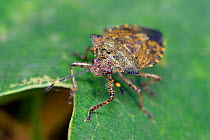 Bronze shield bug (Troilus luridus) adult on Oak leaf, Hertfordshire, England, UK. September