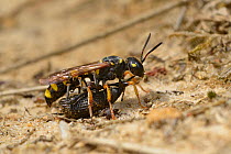 Digger Wasp (Cerceris arenaria) carrying large weevil back to burrow, paralysed as food for larvae, Surrey, England, UK. August