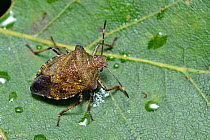 Bronze shield bug (Troilus luridus) adult on oak leaf after rain shower, Hertfordshire, England, UK. September