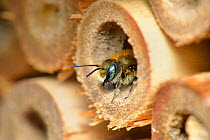 Blue mason bee (Osmia caerulescens) male emerging from bee hotel / insect box in garden, Hertfordshire, England, UK. April