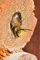 Blue mason bee (Osmia caerulescens) male emerging from bee hotel or insect box in garden, Hertfordshire, England, UK. April