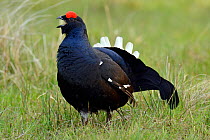 Black grouse (Tetrao tetrix) male displaying at lek, Upper Teesdale, Durham, England, UK. May