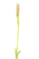 Dense-flowered orchid (Neotinea maculata), Villarroya forest, La Rioja, Spain, May. meetyourneighbours.net project