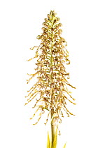 Lizard orchid (Himantoglossum hircinum), Corella, Navarra, Spain, May. meetyourneighbours.net project