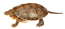 European pond turtle (Emys orbicularis), Bardenas Reales Natural Park, Navarra, Spain, May. meetyourneighbours.net project