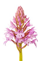 Pyramidal orchid (Anacamptis pyramidalis), Villarroya forest, La Rioja, Spain, June. meetyourneighbours.net project