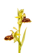 Early spider orchid (Ophrys sphegodes), Villarroya forest, La Rioja, Spain, June. meetyourneighbours.net project