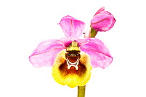 Sawfly orchid (Ophrys tenthredinifera), Villarroya forest, La Rioja, Spain, June. meetyourneighbours.net project