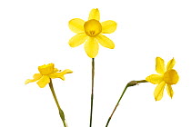 Daffodil (Narcissus dubius), Milagro, Navarra, Spain, March. meetyourneighbours.net project