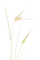 Grass (Lygeum spartum), Ebro Valley, Corella, Navarra, Spain, April. meetyourneighbours.net project