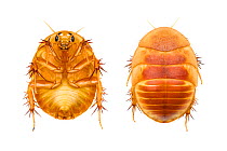 Israeli sand cockroach (Heterogamodes hebraica) composite showing ventral and dorsal view of female, Central Coastal Plain, Israel, April. Focus-stacked. meetyourneighbours.net project