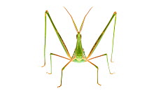 Long-faced grasshopper (Truxalis grandis), Central Coastal Plain, Israel, April. meetyourneighbours.net project