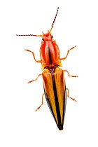 Click beetle (Semiotus sp), Jatun Sacha Biological Station, Napo province, Amazon basin, Ecuador, March. meetyourneighbours.net project