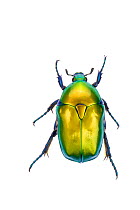 Flower beetle (Protaetia cuprea ignicollis), Central Coastal Plain, Israel, April. meetyourneighbours.net project