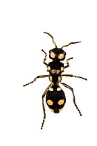 Velvet ant (Hoplomutilla sp), Jatun Sacha Biological Station, Napo province, Amazon basin, Ecuador, March. meetyourneighbours.net project
