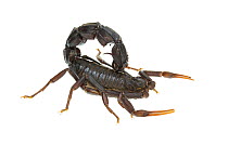 Black fat-tailed scorpion (Androctonus bicolor), Central Coastal Plain, Israel, June. Focus-stacked. meetyourneighbours.net project
