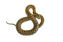 Dice snake (Natrix tessellata), Central Coastal Plain, Israel April. meetyourneighbours.net project