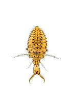 Antlion (Myrmeleon hyalinus) larva, Central Coastal Plain, Israel, June. Focus-stacked. meetyourneighbours.net project