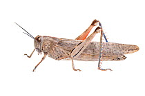Egyptian locust (Anacridium aegyptium), Central Coastal Plain, Israel, April. meetyourneighbours.net project