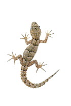 Kotschy's gecko (Cyrtopodion kotschyi), Central Coastal Plain, Israel, June. meetyourneighbours.net project