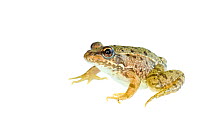 Levant water frog (Pelophylax bedriagae), Central Coastal Plain, Israel, June. meetyourneighbours.net project
