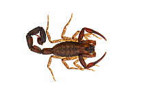Ecuadorian black scorpion (Tityus asthenes) juvenile, Jatun Sacha Biological Station, Napo province, Amazon basin, Ecuador, March. meetyourneighbours.net project