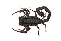 Ecuadorian black scorpion (Tityus asthenes), Jatun Sacha Biological Station, Napo province, Amazon basin, Ecuador, March. meetyourneighbours.net project