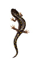 Spotted salamander (Ambystoma maculatum), Mississauga, Ontario, Canada, June. meetyourneighbours.net project