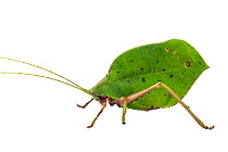 True leaf katydid (Mimetica sp) with mite, Caves Branch, Cayo District, Belize, September. meetyourneighbours.net project