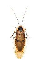 Death's head cockroach (Blaberus craniifer), Toledo District, Belize, August. meetyourneighbours.net project